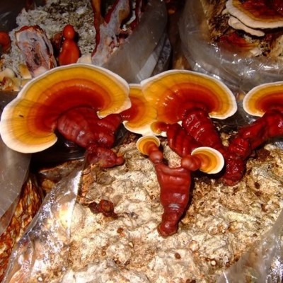 Reishi, lesklokorka lesklá, Ganoderma lucidum Reishi, lesklokorka lesklá, Ganoderma lucidum